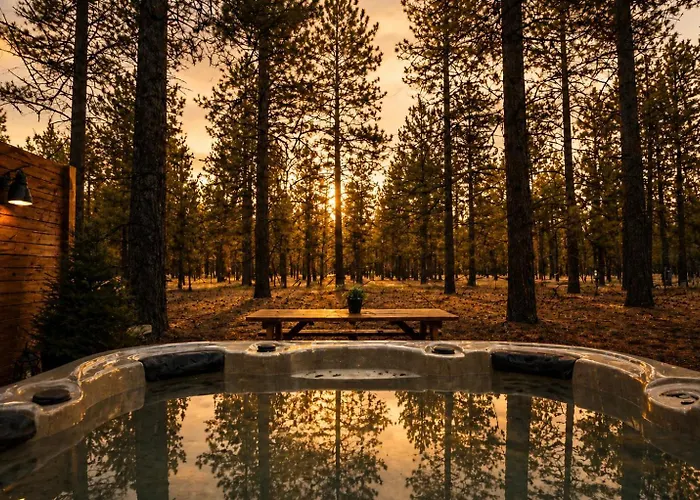 Ponderosa Pines