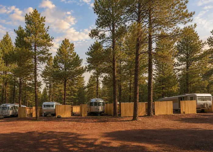 Ponderosa Pines