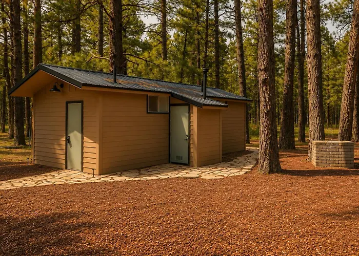 Ponderosa Pines *