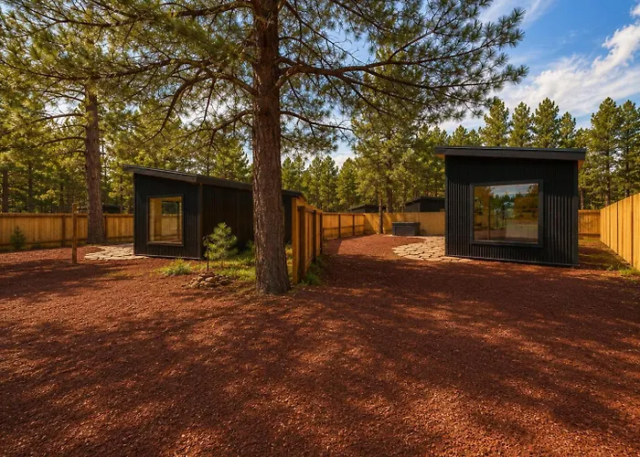 Ponderosa Pines *