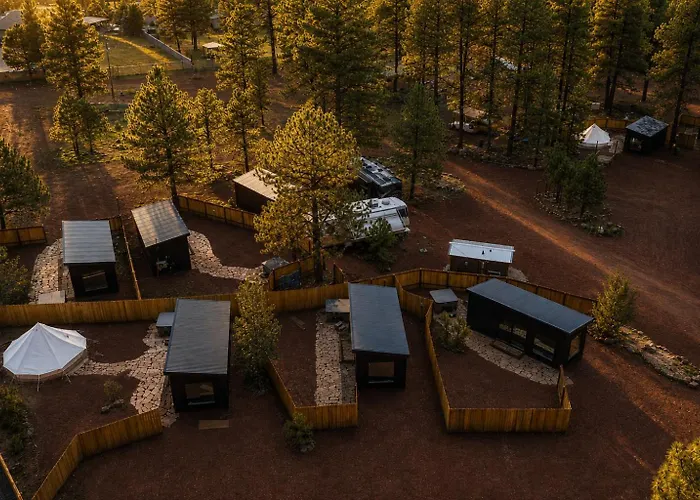 Ponderosa Pines
