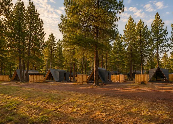 Ponderosa Pines