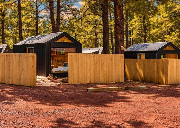 Ponderosa Pines *